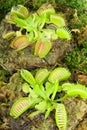 Venus fly trap Royalty Free Stock Photo