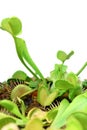 Venus fly trap Royalty Free Stock Photo