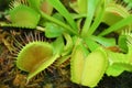 Venus fly trap Royalty Free Stock Photo