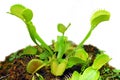 Venus fly trap Royalty Free Stock Photo