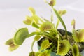 Venus Fly Trap Plant and Fly Royalty Free Stock Photo