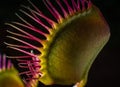 A Venus Fly Trap Side Royalty Free Stock Photo