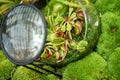 Venus Flycatcher in a florarium surrounded by moss. Top view, close-up Royalty Free Stock Photo
