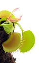 Venus Flytrap Royalty Free Stock Photo