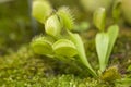 Venus flytrap Royalty Free Stock Photo