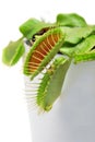 Venus flytrap