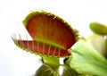 Venus flytrap