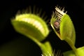 Venus flytrap Royalty Free Stock Photo