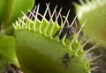 Venus Flytrap Royalty Free Stock Photo