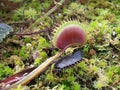 Venus flytrap Royalty Free Stock Photo