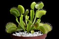 Venus flytrap - carnivorous plant Royalty Free Stock Photo