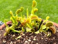Venus flytrap Royalty Free Stock Photo