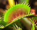 Venus flytrap