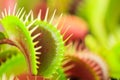 Venus flytrap Royalty Free Stock Photo