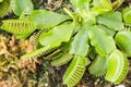 Venus Flytrap (Carnivorous plant) Royalty Free Stock Photo