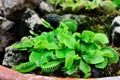 Venus Flytrap or Carnivorous plant