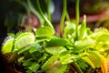 Venus flytrap carnivorous plant close-up view Royalty Free Stock Photo