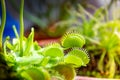 Venus flytrap carnivorous plant close-up view Royalty Free Stock Photo