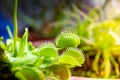 Venus flytrap carnivorous plant close-up view Royalty Free Stock Photo