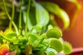 Venus flytrap carnivorous plant close-up view Royalty Free Stock Photo