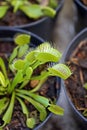 Venus flytrap, carnivorous plant, Dionaea muscipula, Rio Royalty Free Stock Photo