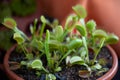 Venus flytrap, carnivorous plant dionaea in pot Royalty Free Stock Photo