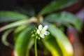 Venus flytrap carnivorous plant flower close-up view Royalty Free Stock Photo