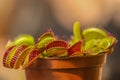 Venus flytrap Royalty Free Stock Photo