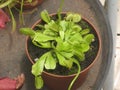 Venus Flytrap Carnivorous Plant