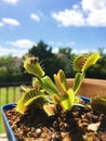 Venus Flytrap Royalty Free Stock Photo