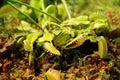 Venus flytrap close view in one of Moscow gardens Royalty Free Stock Photo