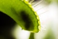 Venus flytrap - digesting a fly