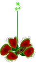 Venus flytrap - Dioanea Muscipula