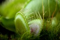 Venus flytrap dionaea Royalty Free Stock Photo