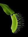 Venus Flytrap - Dionaea Muscipula Royalty Free Stock Photo