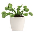 Venus Flytrap, Dionaea muscipula Royalty Free Stock Photo