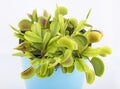 Venus flytrap - dionaea muscipula Royalty Free Stock Photo