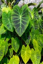 Taro, coco yam, or Eddoe (Colocasia esculenta) leaves_Botanical garden KIT Karlsruhe, Baden Wuerttemberg, Germany Royalty Free Stock Photo