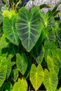 Taro, coco yam, or Eddoe (Colocasia esculenta) leaves_Botanical garden KIT Karlsruhe, Baden Wuerttemberg, Germany Royalty Free Stock Photo