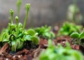 The Venus flytrap or Dionaea muscipula Royalty Free Stock Photo