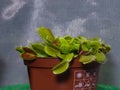 Venus flytrap or Dionaea muscipula carnivorous plant in flowerpot close-up, selective focus, shallow DOF Royalty Free Stock Photo