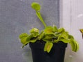 Venus flytrap or Dionaea muscipula carnivorous plant in flowerpot close-up, selective focus, shallow DOF Royalty Free Stock Photo