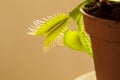 Venus Flytrap Dionaea Muscipula Royalty Free Stock Photo