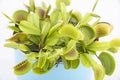 Venus flytrap - dionaea muscipula Royalty Free Stock Photo