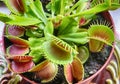Venus flytrap Dionaea muscipula close up