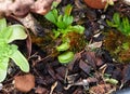 Venus flytrap Dionaea muscipula close up Royalty Free Stock Photo