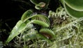 The Venus flytrap (Dionaea muscipula) close-up view. Moscow botanical garden Royalty Free Stock Photo