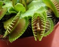 Venus flytrap Dionaea muscipula feeding on mealworm