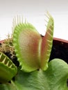 Venus flytrap Dionaea muscipula in a pot