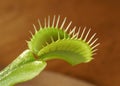 Venus flytrap Dionaea muscipula in a pot Royalty Free Stock Photo